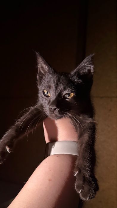отдам двух котят