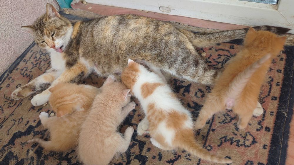 Отдам котят - красивые, умные