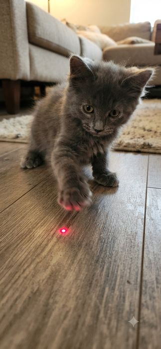 Котята бесплатно