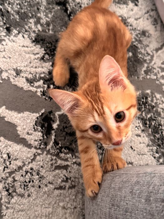 Котенок мальчик! ДАРОМ