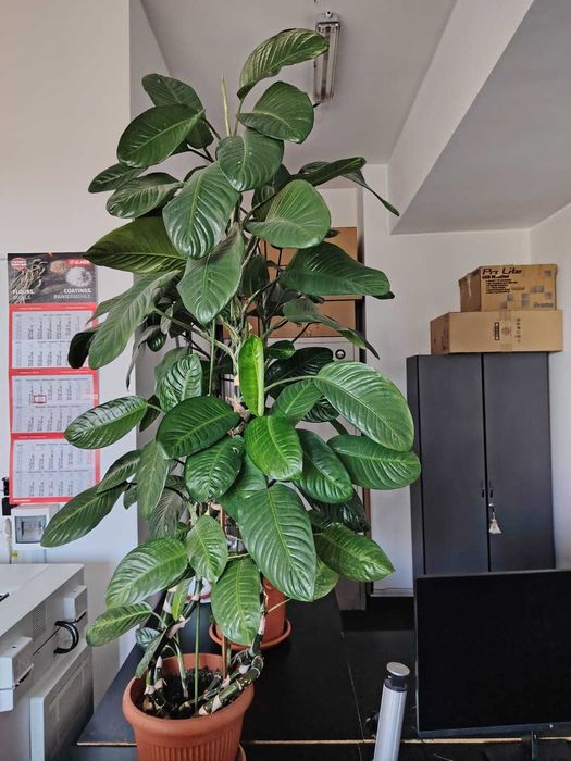 plante decorative verzi