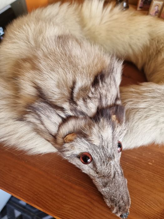 Сребърна лисица, естествен косъм