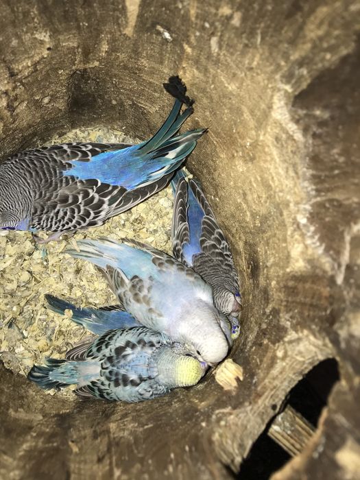 Vand papagali perusi , canari,zebre .etv