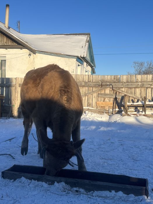Продаем двух годовую корову