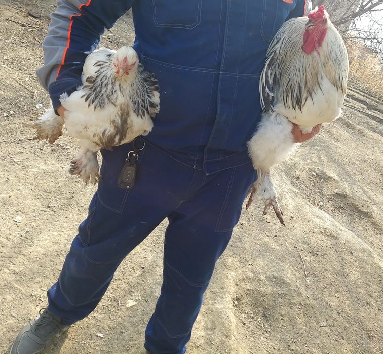 Брама тухумлари 10.000 минг сум