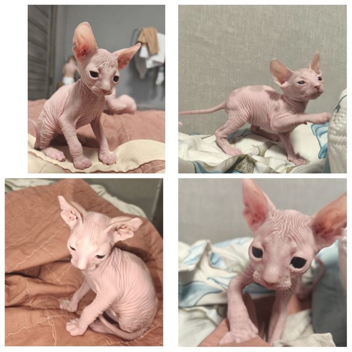 Малыши донского сфинкса