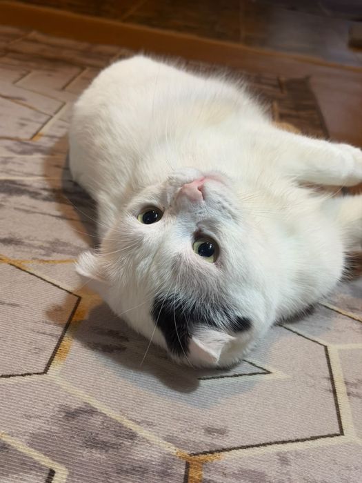 Отдадим кота в хорошие руки!