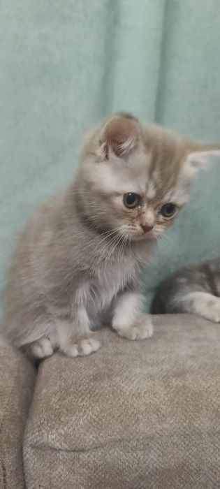 Продам шотландских котят