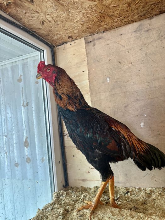 Продам Дакана петух майский