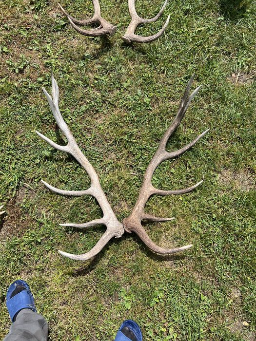 Vand coarne de cerb cantitate mare