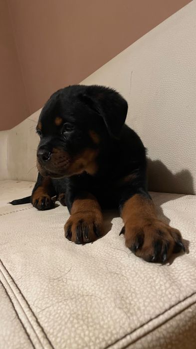 Чистокръвно Ротвайлерче