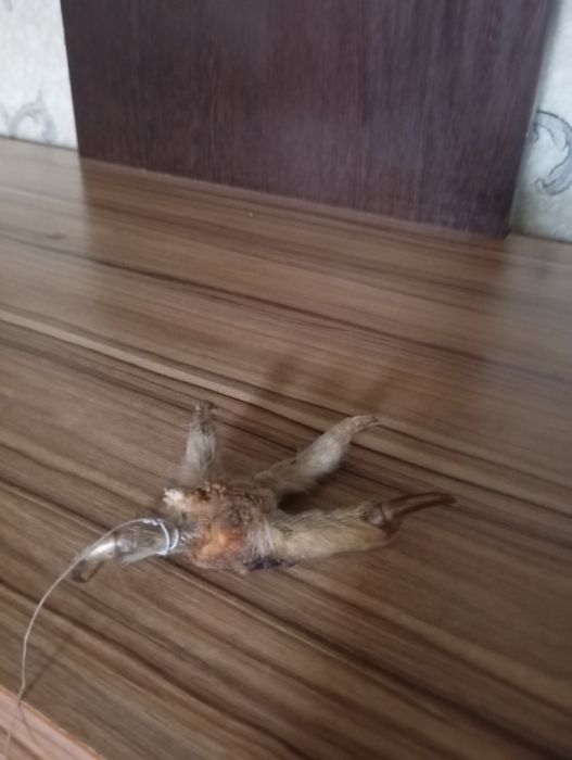 Үкінің аяғын сатамын