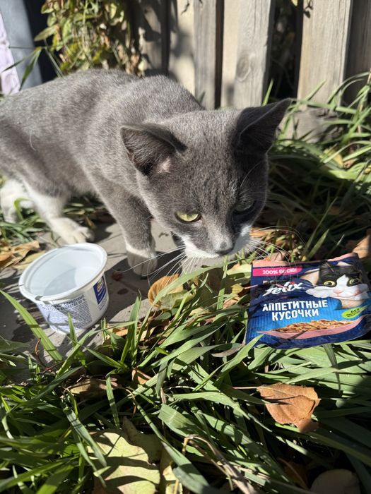 Котенок ищет дом срочно
