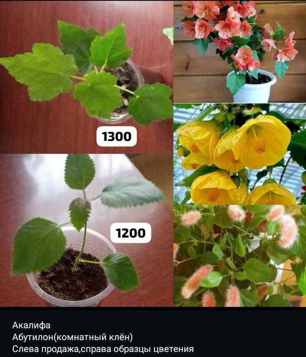 Калатея,бегонии,абутилон,гибискус, уайтфельдия,разные отростки...