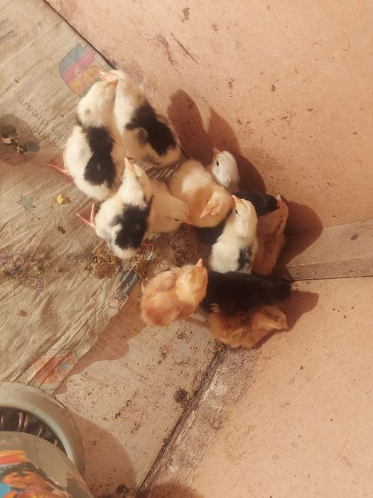 1 апталық балапандар