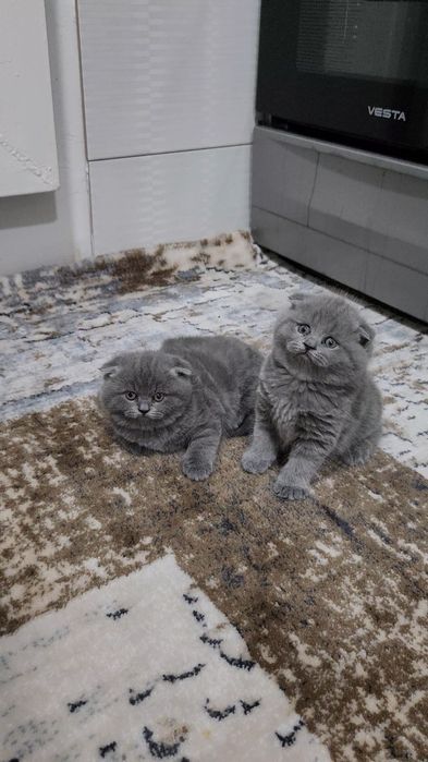 Тоза фолд мушук сотилади 2 ойлик огил киз борр