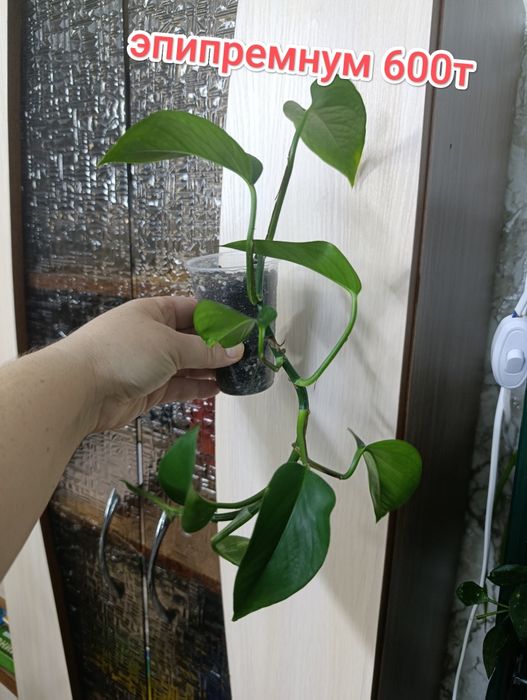 Комнатные растения