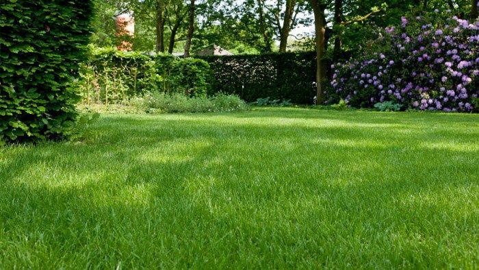 gazon urug optom va ulgurji narxlarda maysa chim oʻt