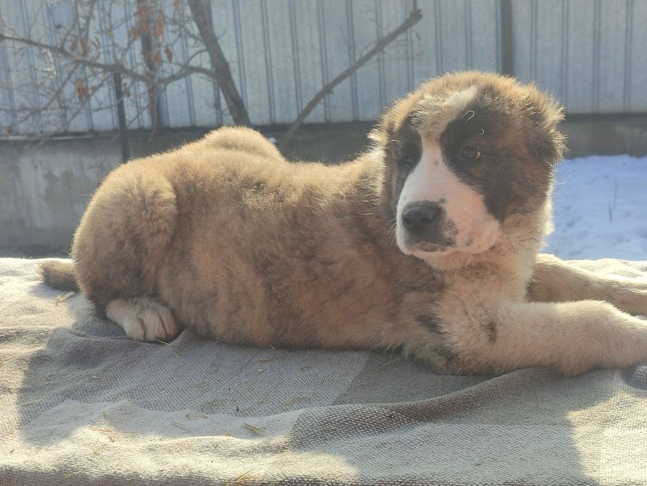 Шикарные породные щенки САО