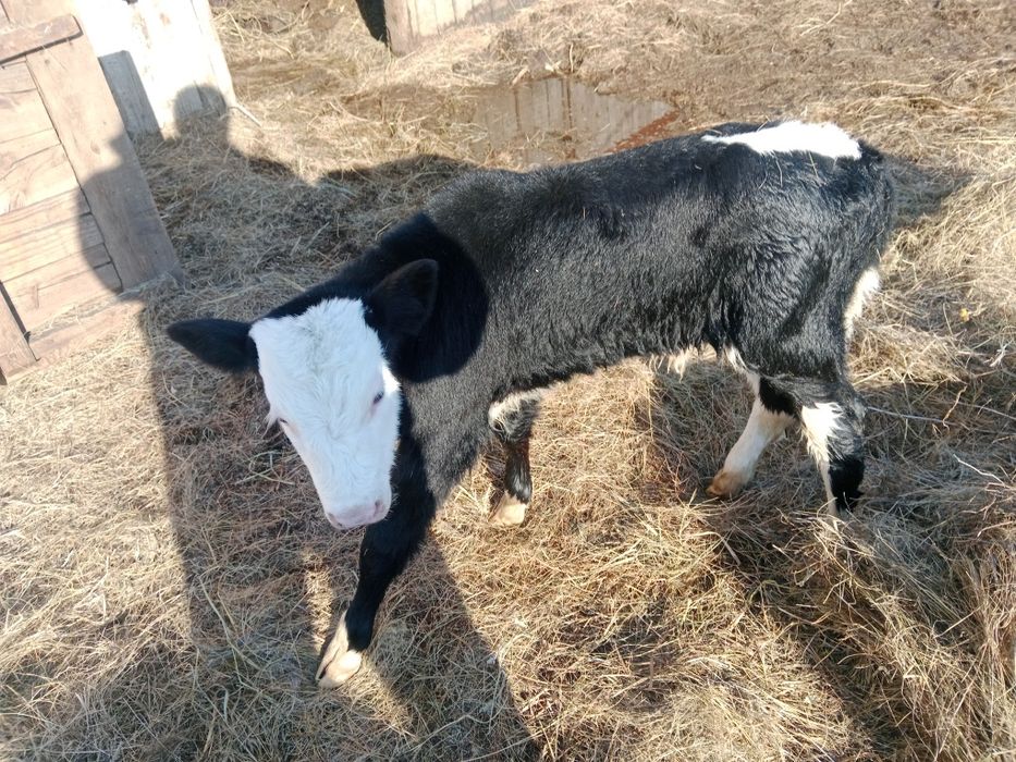 Продам телочки и бычков