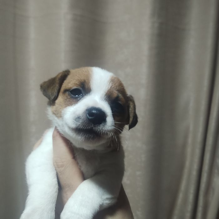 Джак Ръсел женско кученце