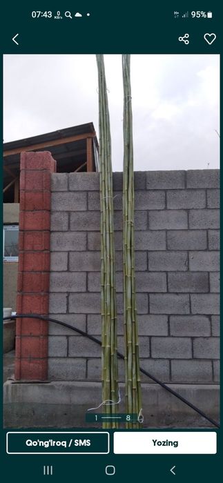 Bambuklar sotiladi narxini qancha olishingizga qarab kelishamiz Bambuk