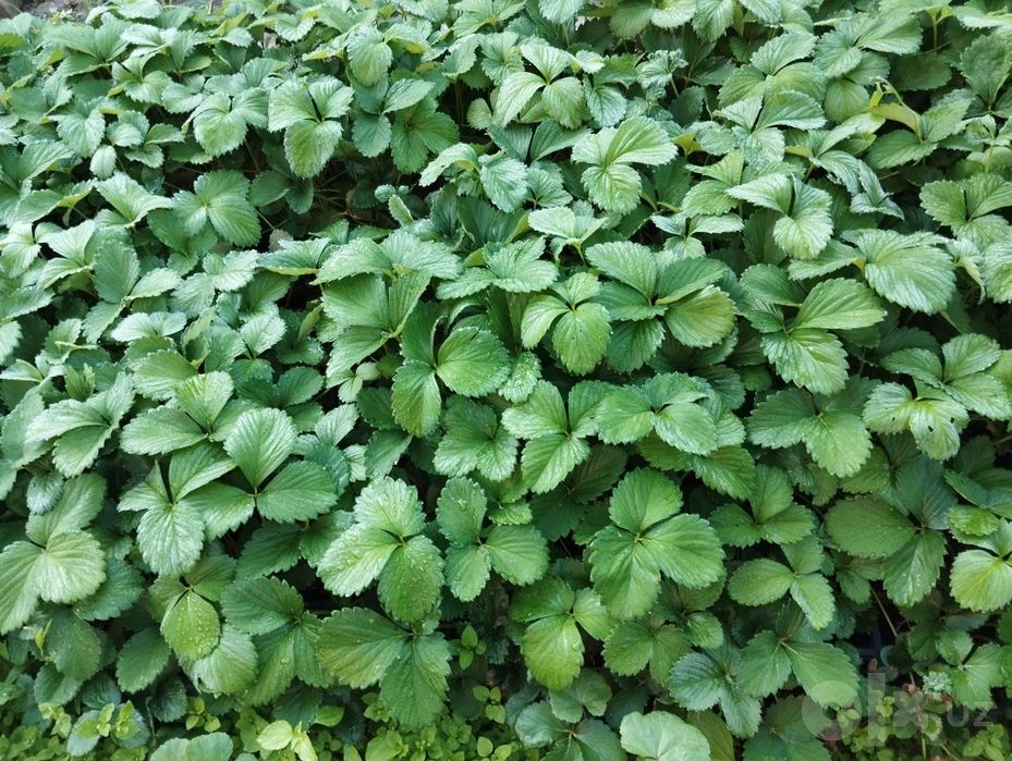 Кулупнай кучатлари корейский сорт Сольхянг