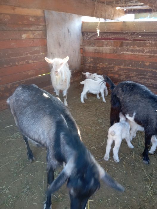 Продам козлят 5 штук
