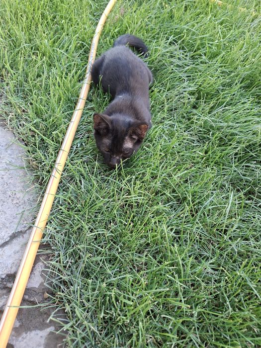 Котёнок бесплатно