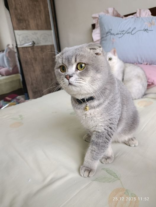 Vyazkaga ( juftlash uchun) zotli mushuklar