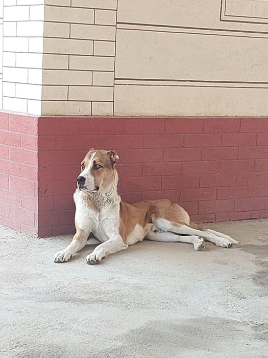 Продаётся Алабай мальчик 1 год 8 месяц  все отлично  Абай