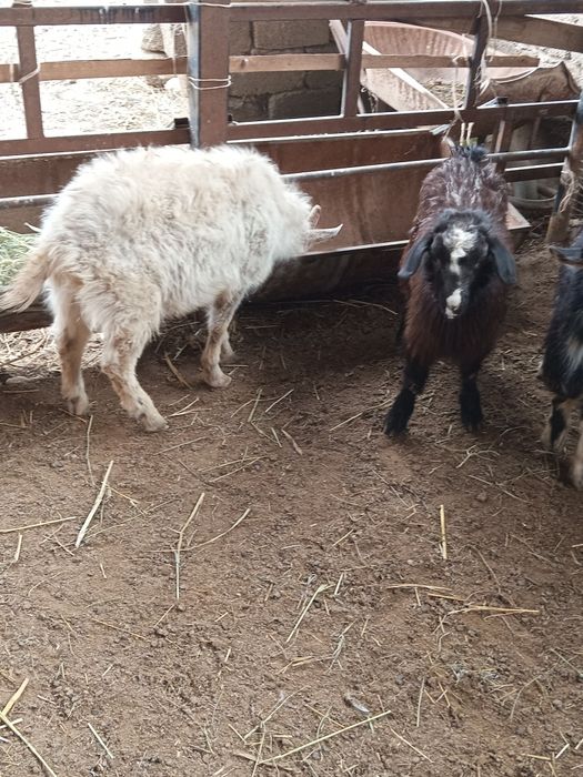 Теке және шыбыштар сатылады.