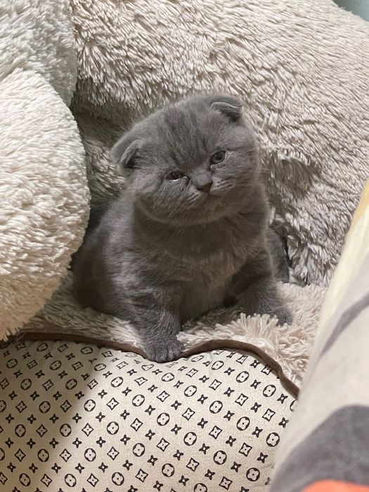 Малки сини британки/шотландки