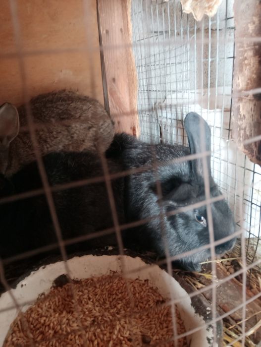 Продам крольчат три месяца