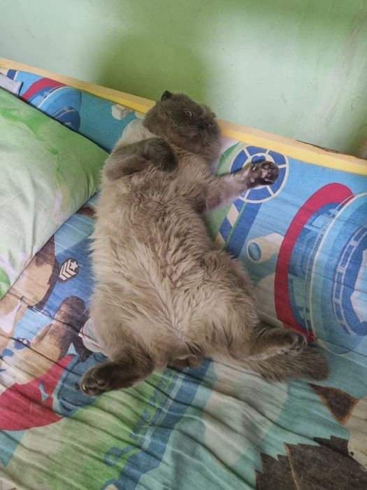 Скотиш фолд для вязки