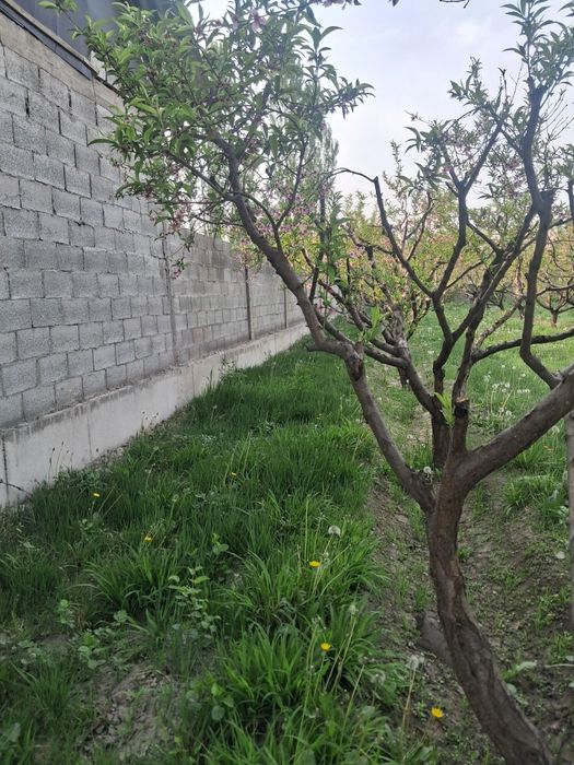 10 sotix chek sotiladi