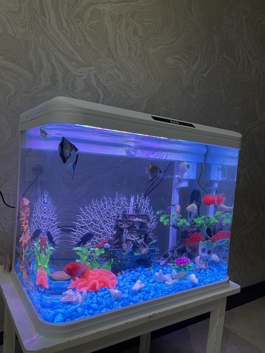 Akvaryum Xitoy Mini Akvarium 45 littlr