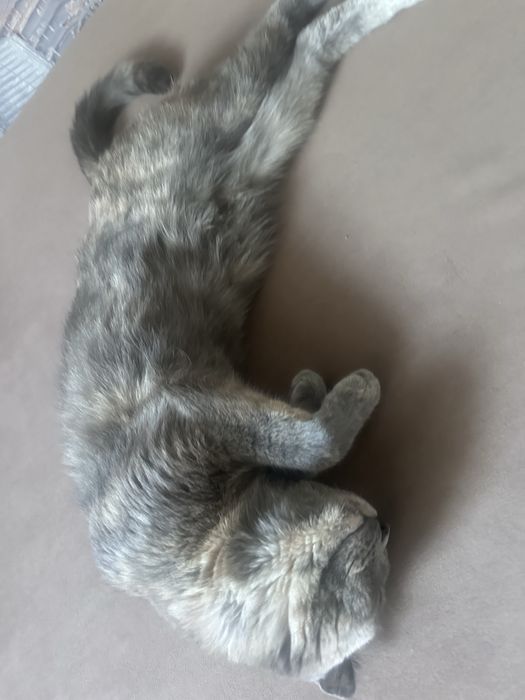 Шотландский кошка