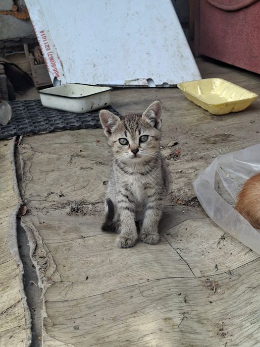 Отдам в добрые руки котят бесплатно