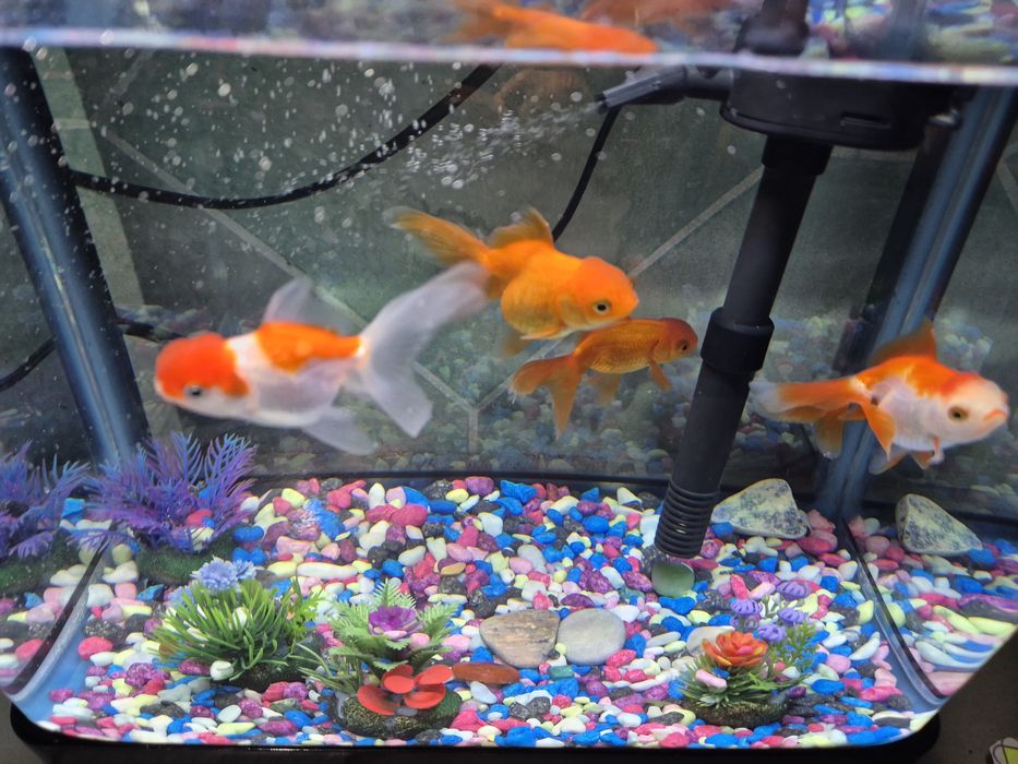 Аквариум с рыбками