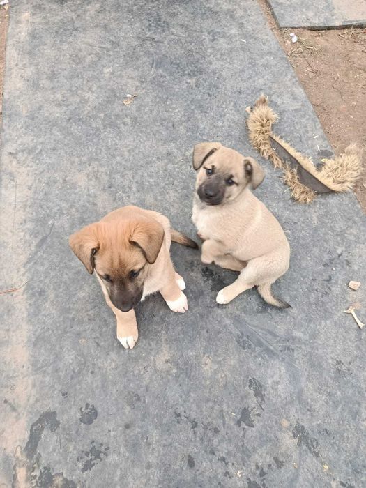 Щенки, 1,5 месяца