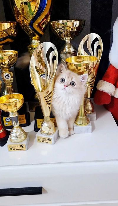 Fetita british longhair culoare rara - lilac golden