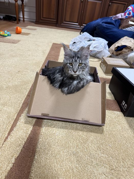 Отам кошку в хорошие руки