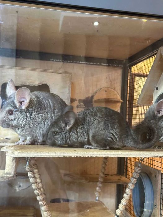 Продам шиншиллу мальчик 3  месяца