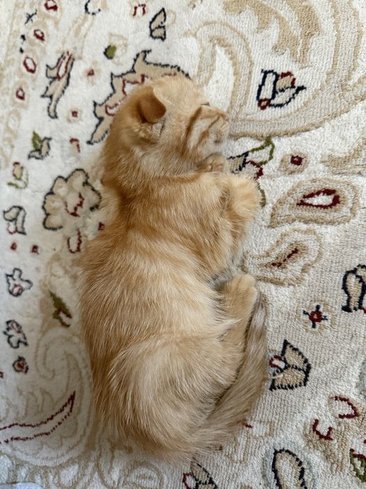 Котенок пародистый