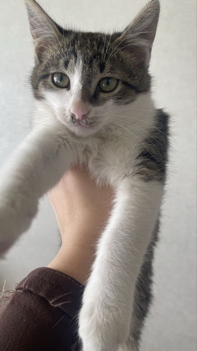 Бесплатно котята