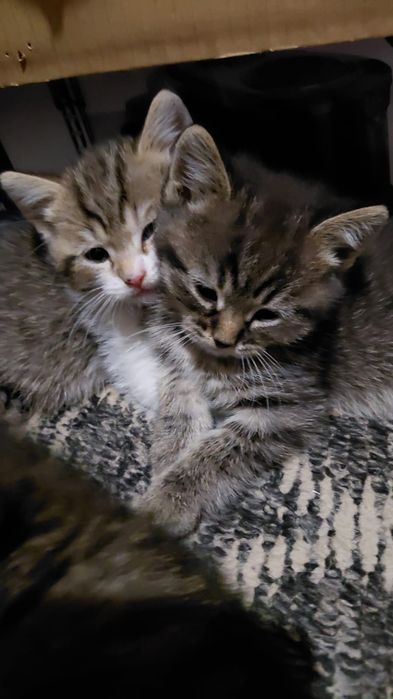 Отдам котяток в добрые руки
