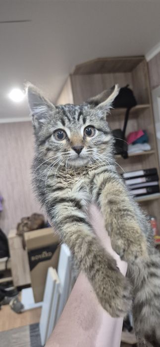 Отдам котенка в добрые руки