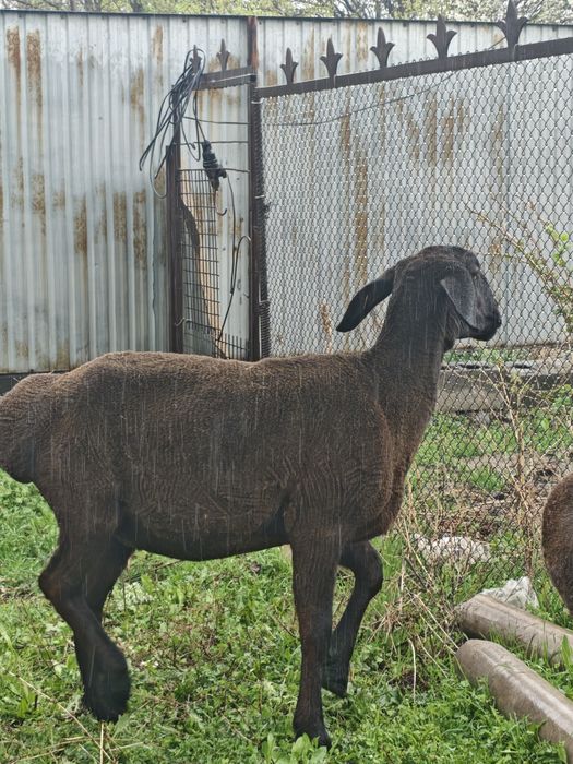 Арашан Гиссар матка