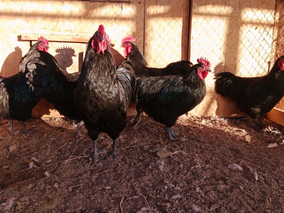 Петушок австролорп продается